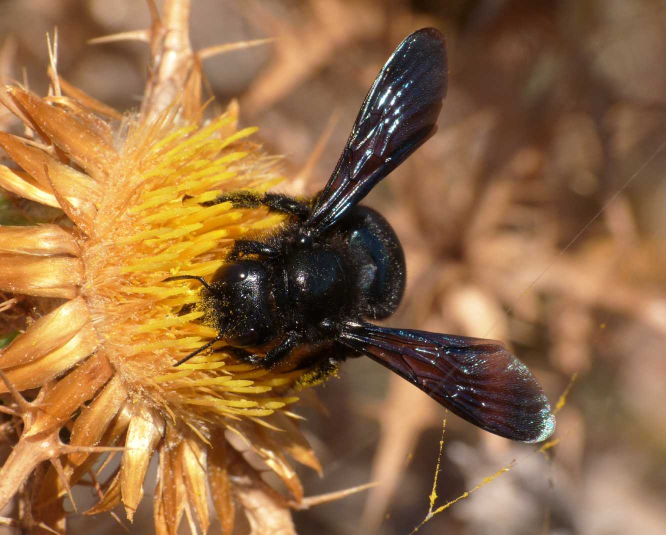 Xylocopa nana (Xylocopa iris)